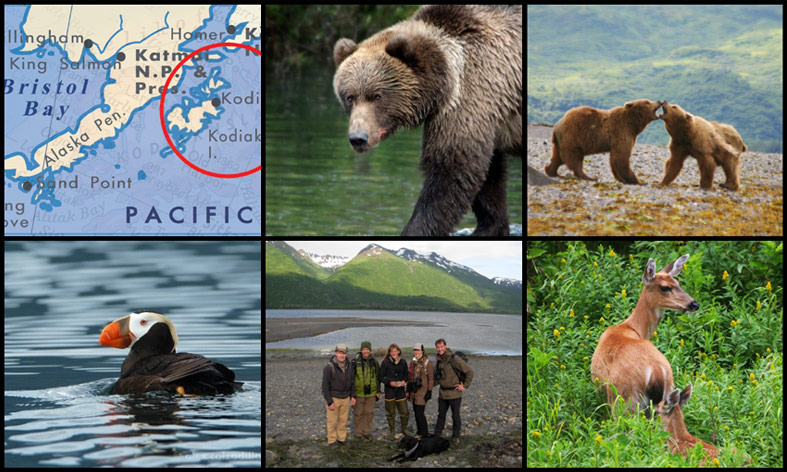 Collage of photos showing a map of Kodiak Island, photos of bears, puffins, and other wildlife